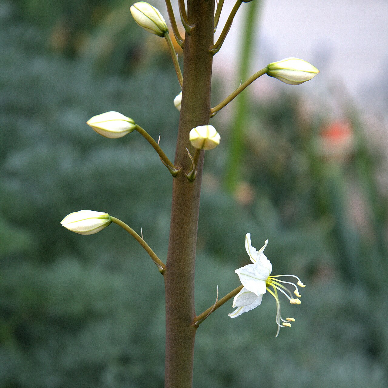 Eremurus lactiflorus