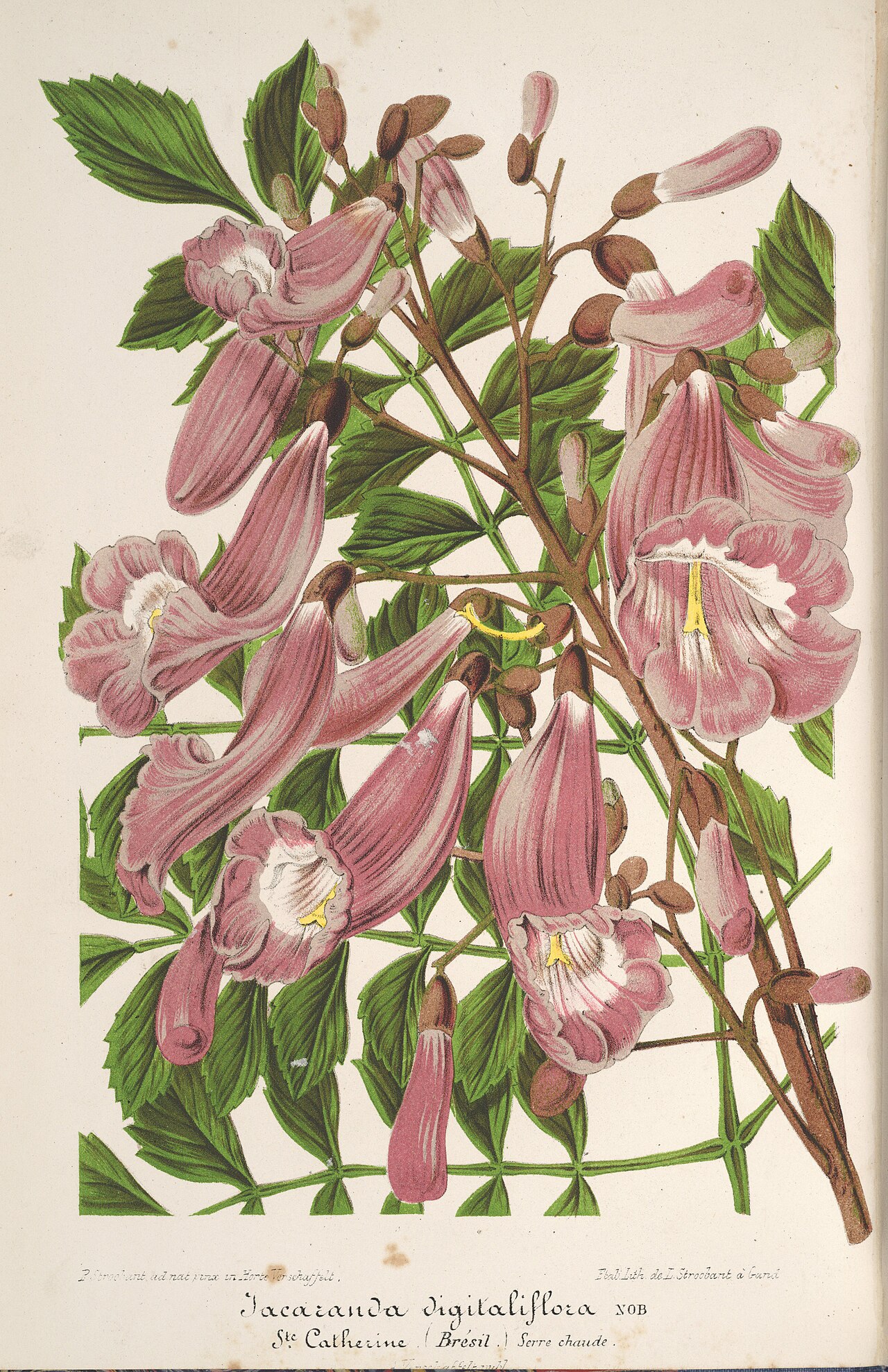 Jacaranda puberula
