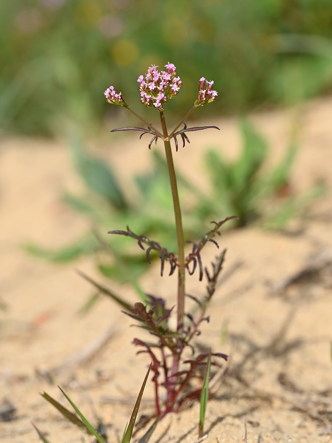 Centranthus calcitrapae