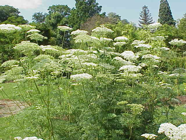 Cnidium silaifolium