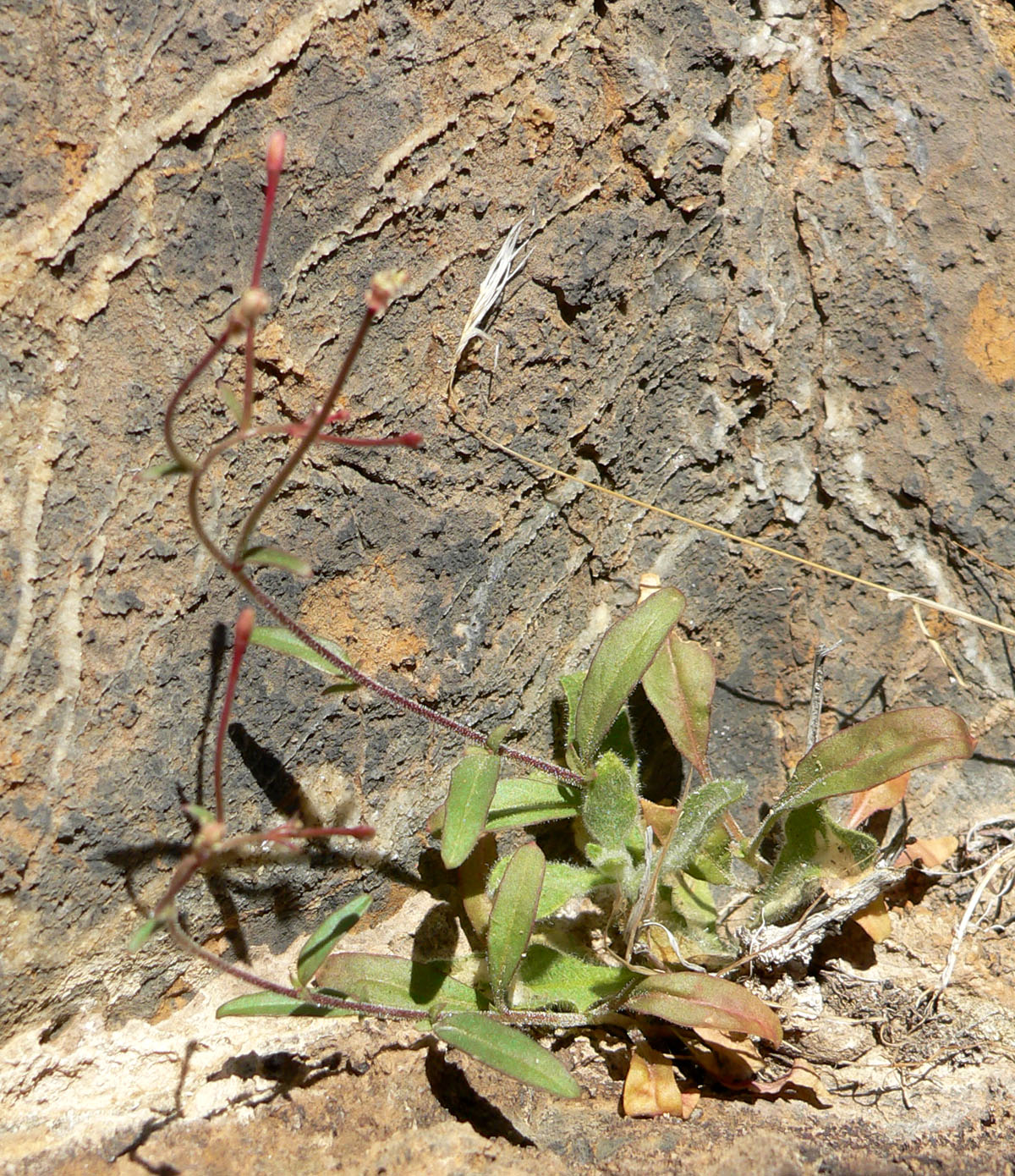 Eremothera chamaenerioides