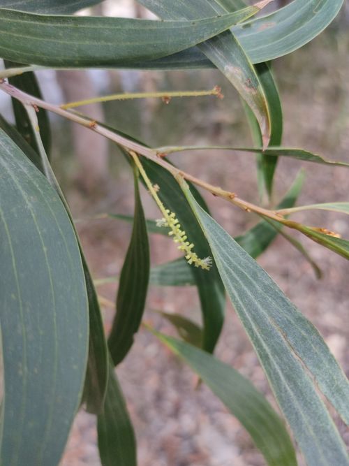 Daintree wattle or circle fruit salwood