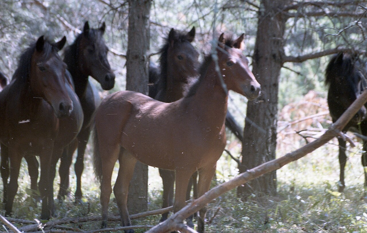 Rodope horse