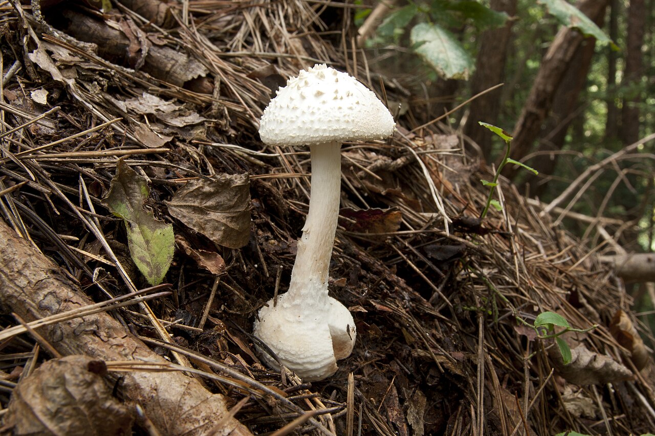 Asian abrupt-bulbed Lepidella