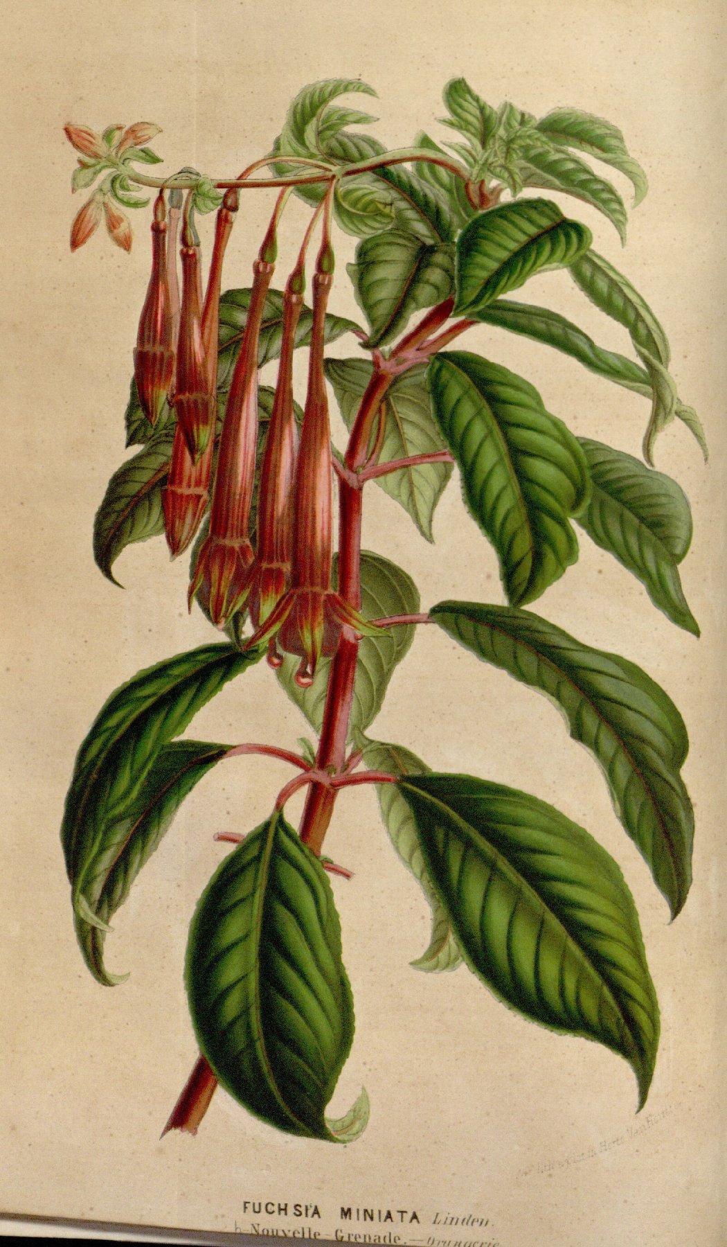 Fuchsia hirtella
