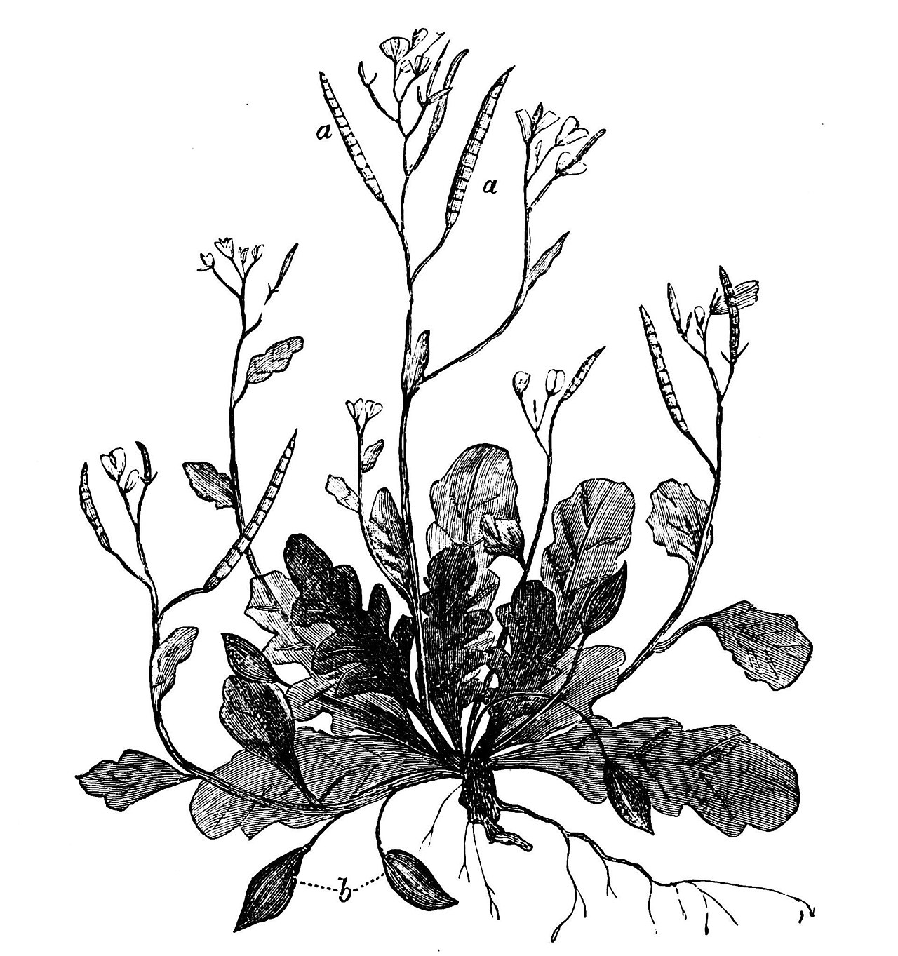 Cardamine chenopodiifolia