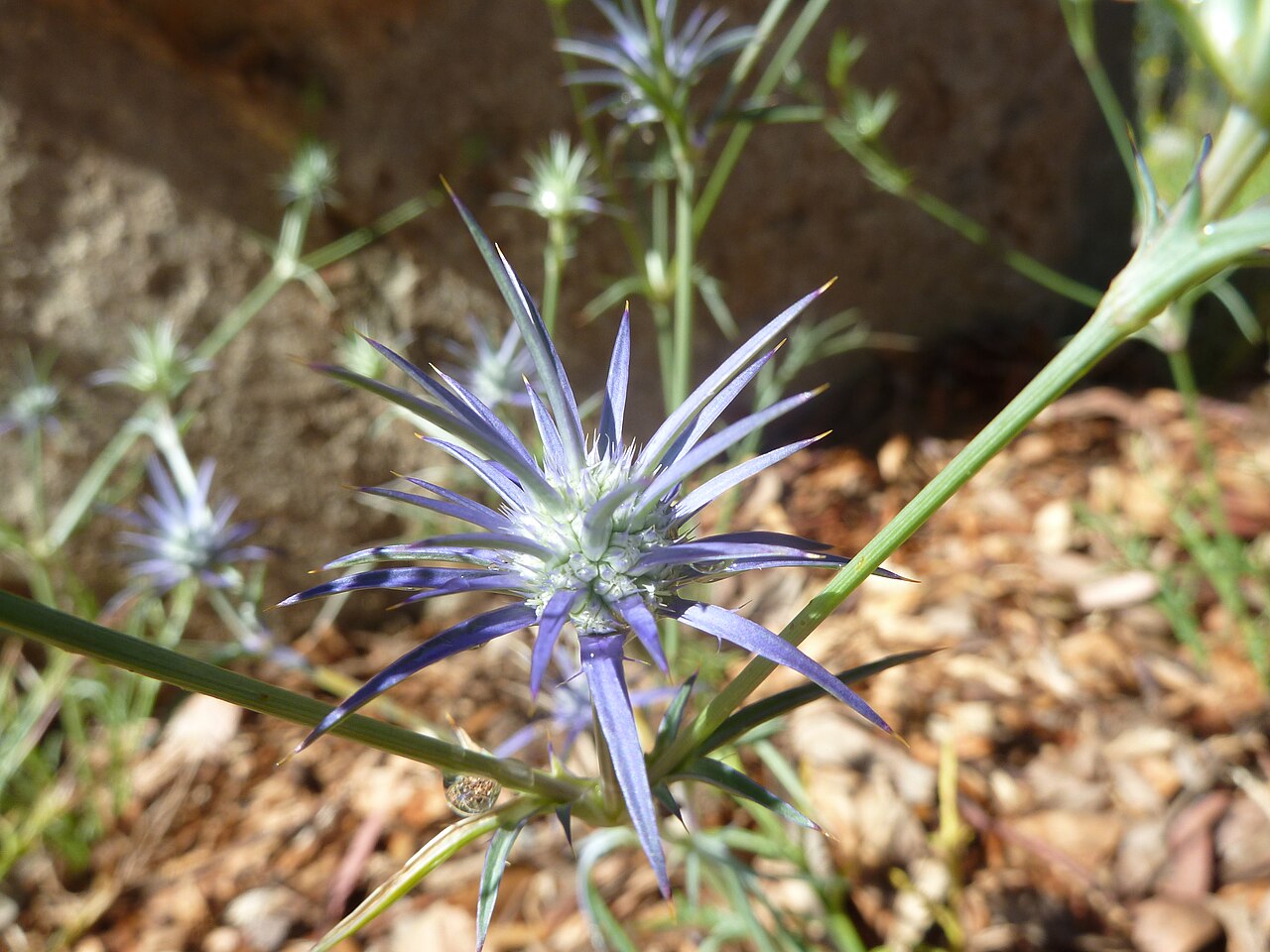 Blue devil