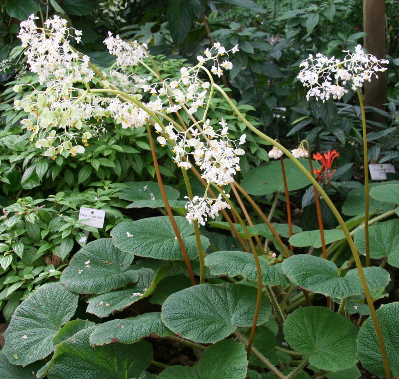 Begonia acida