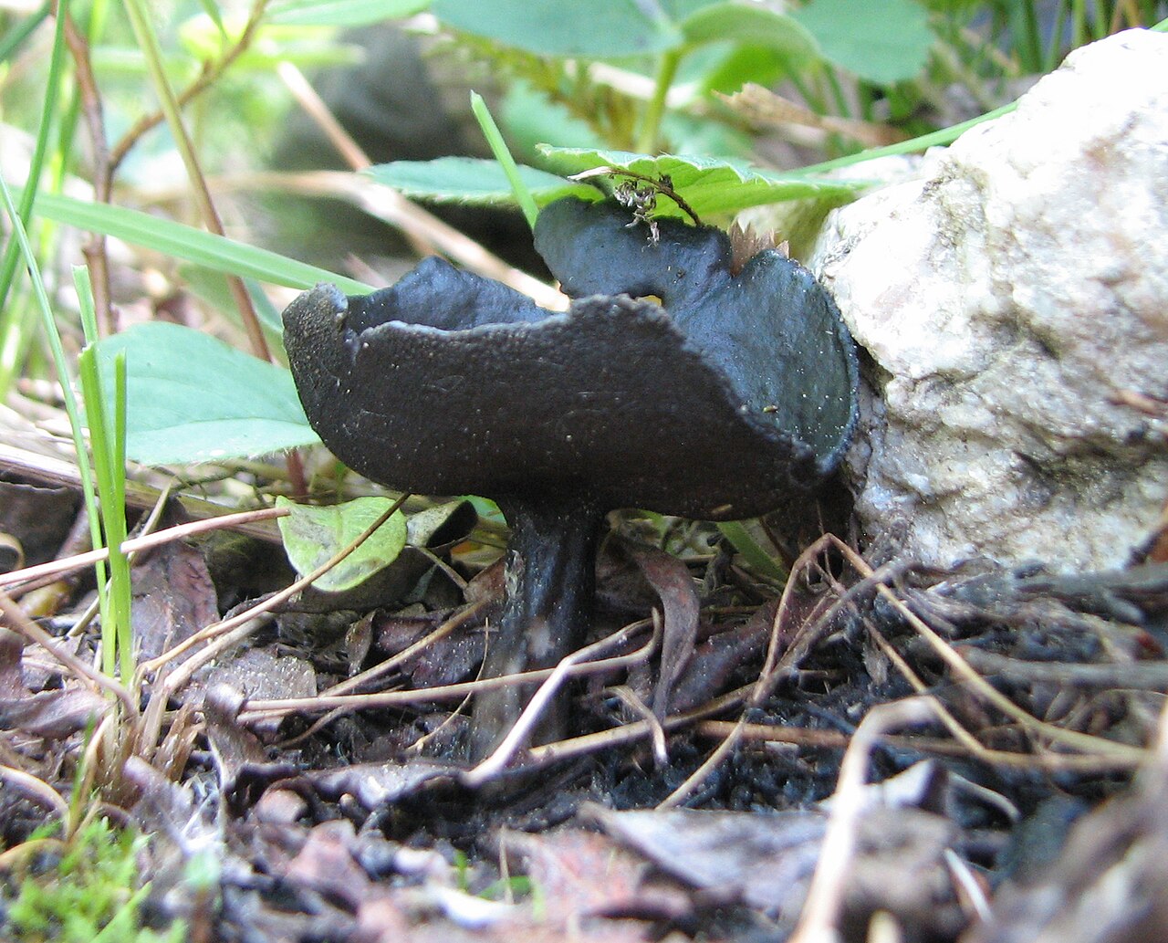 Helvella corium