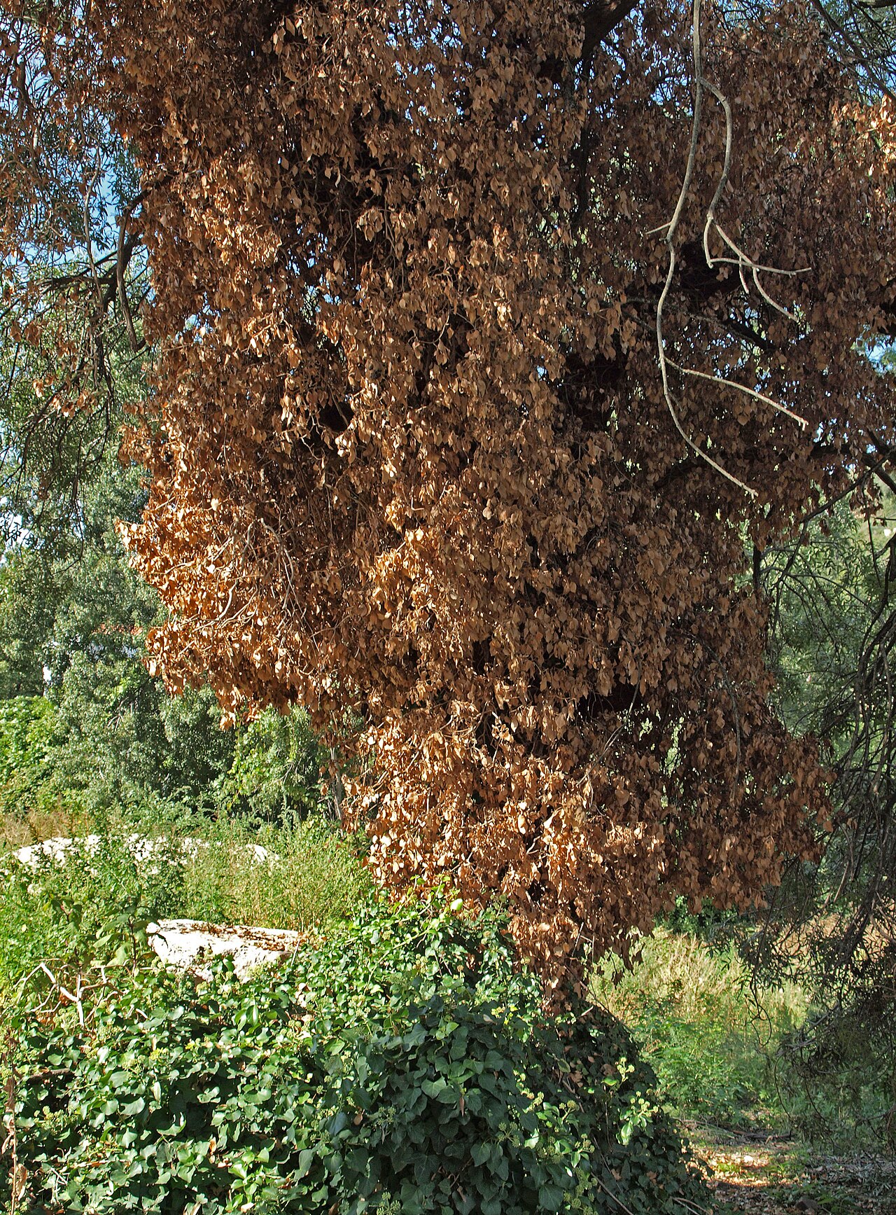 Hedera iberica