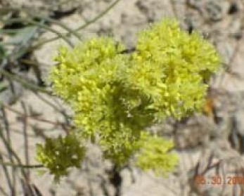Eriogonum ochrocephalum