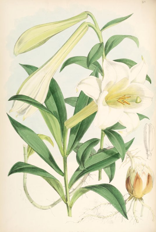 Lilium neilgherrense