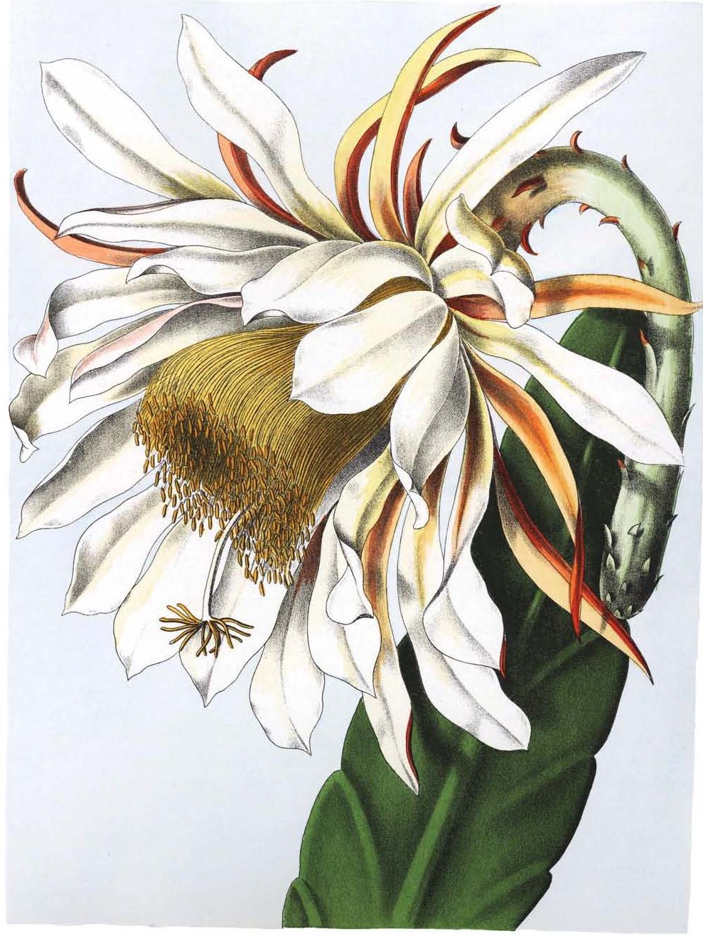 Epiphyllum thomasianum