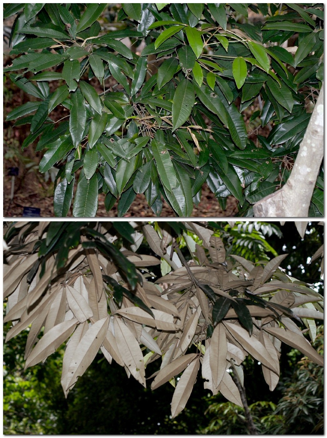 Argyrodendron peralatum