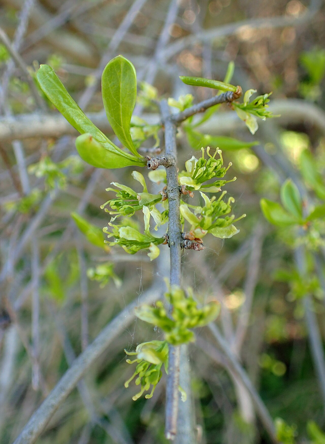 Forestiera pubescens