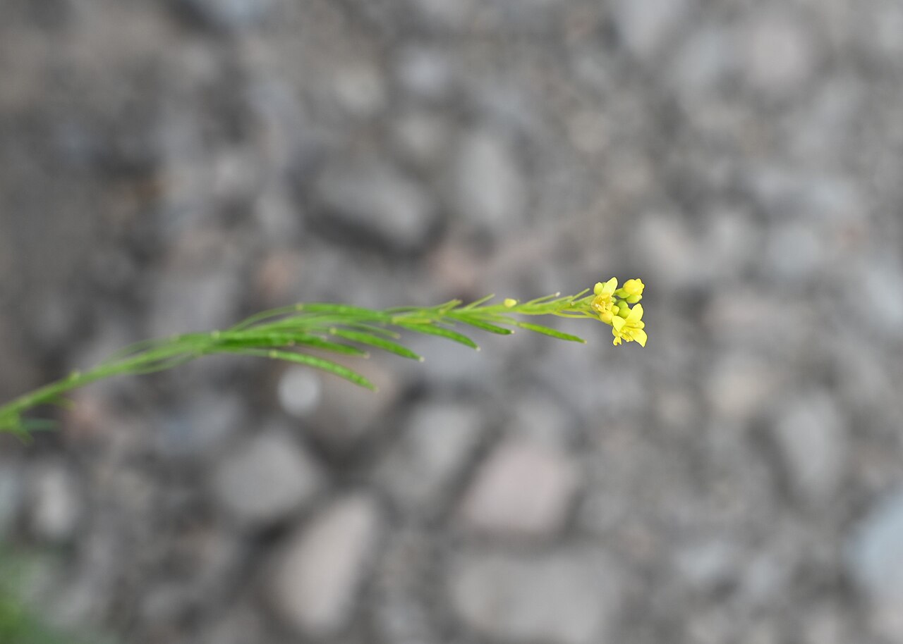 Descurainia preauxiana