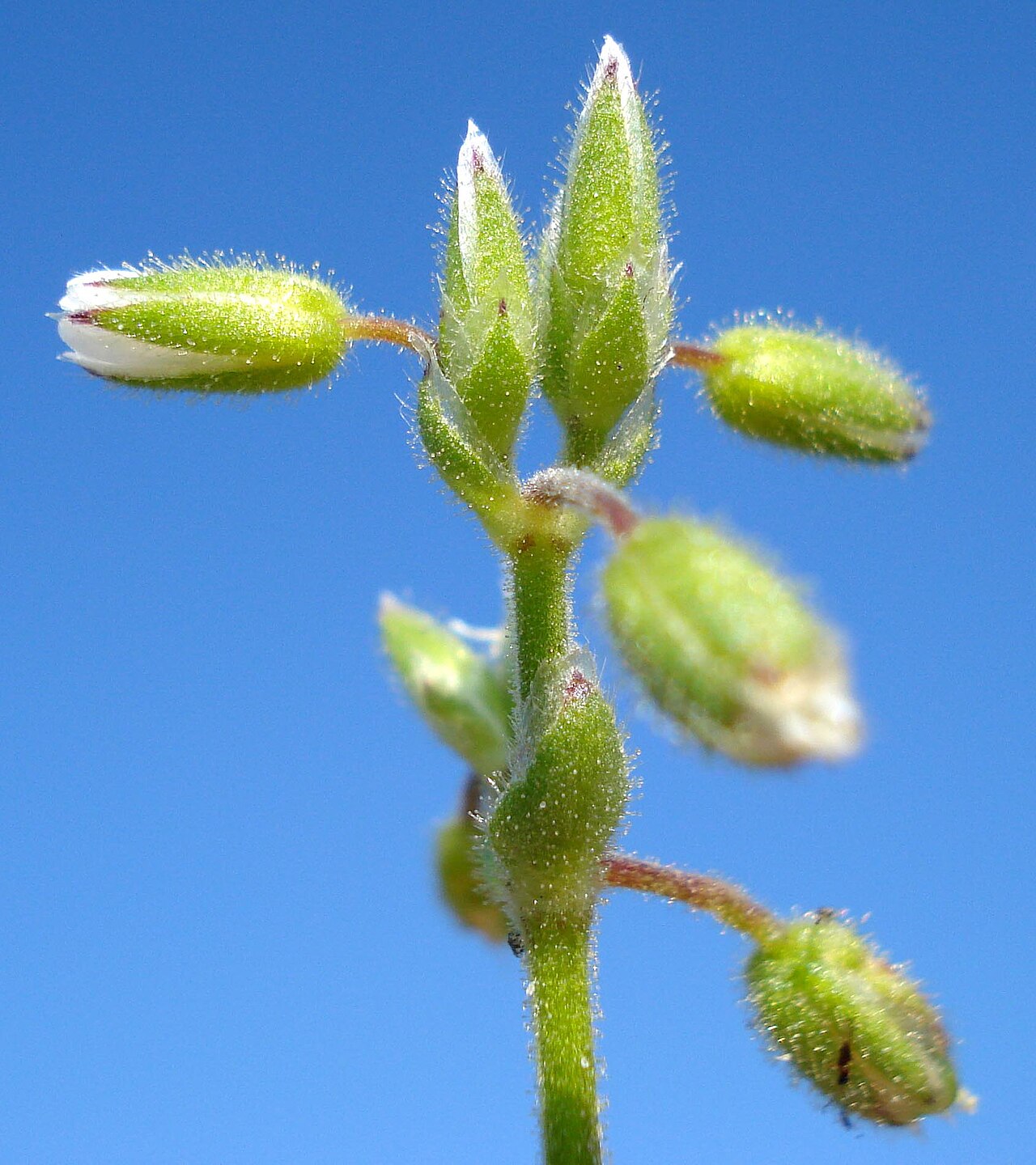 Cerastium glutinosum