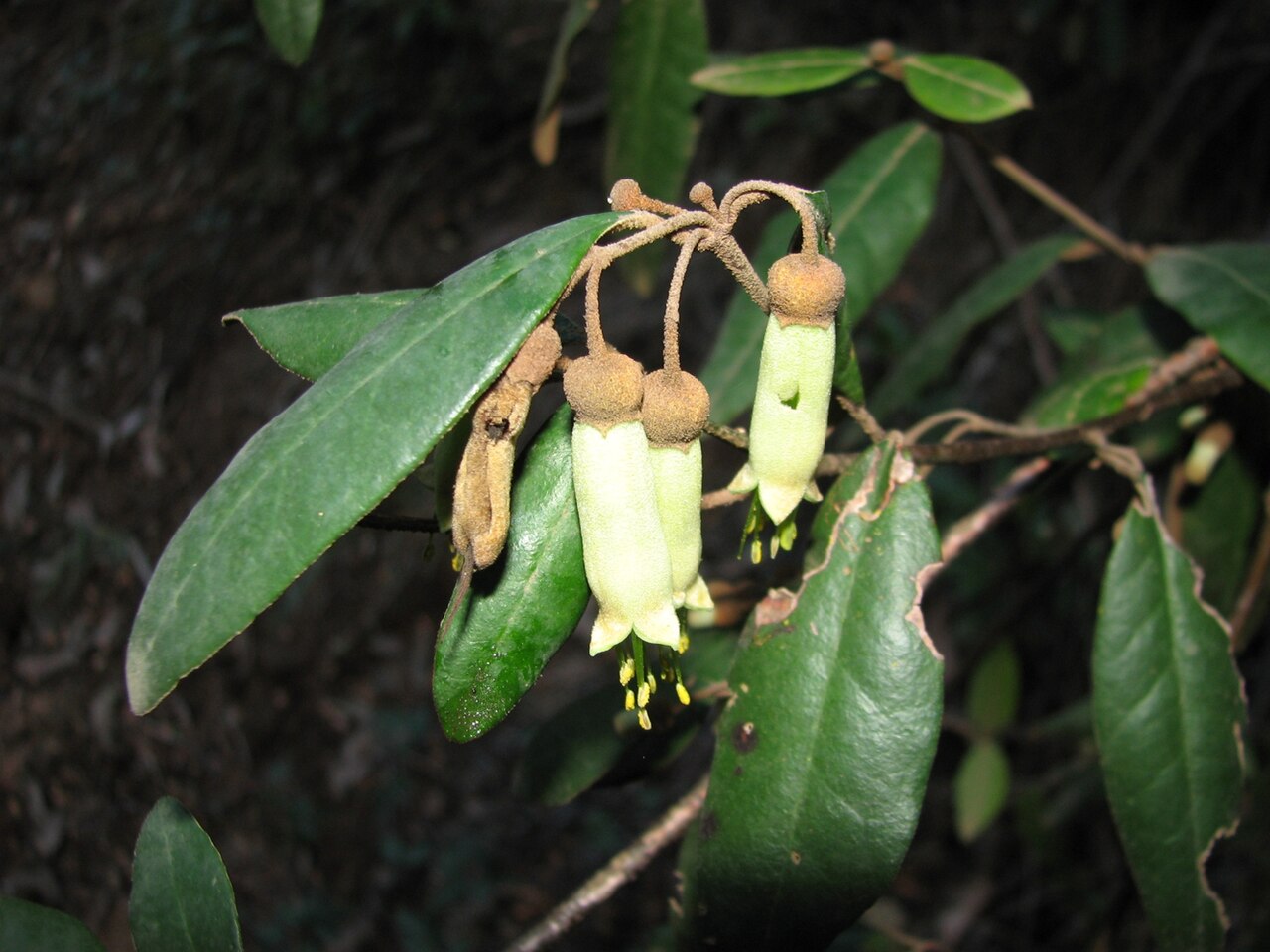 Correa lawrenceana
