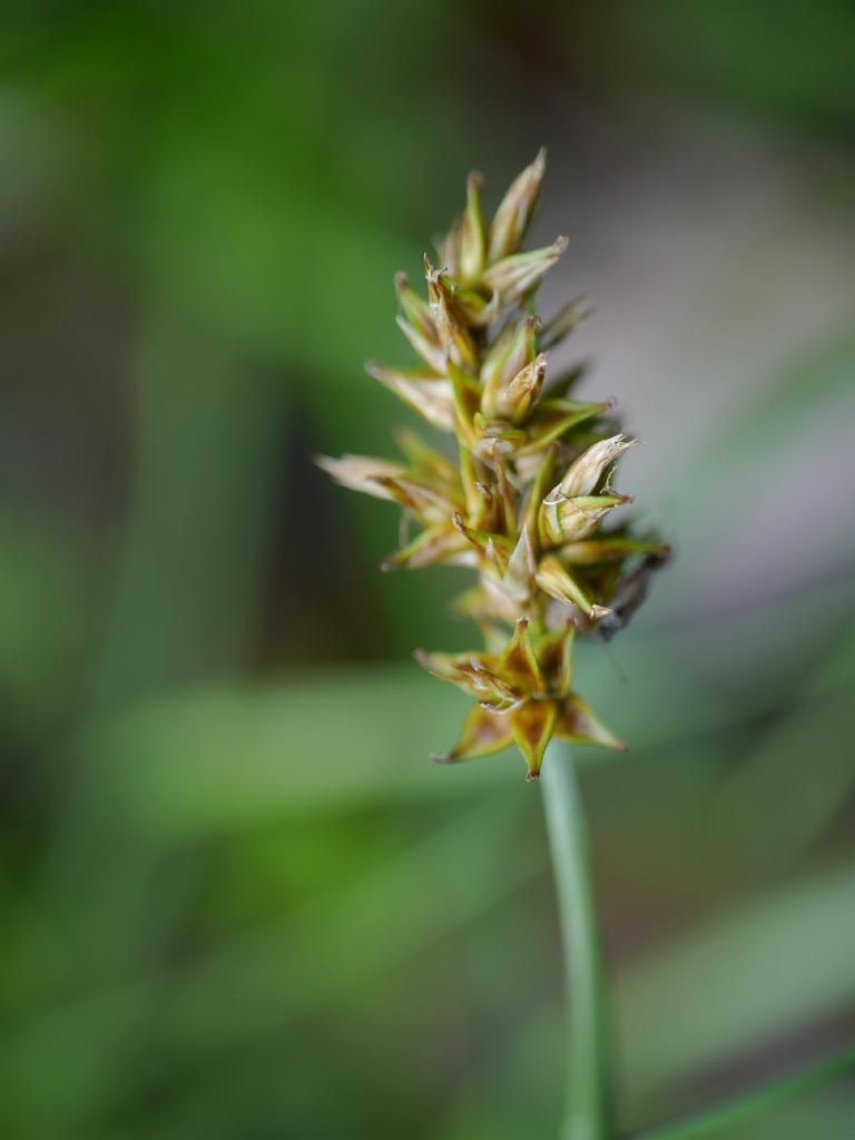 Carex arenicola