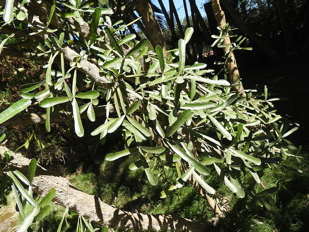 Crescentia alata