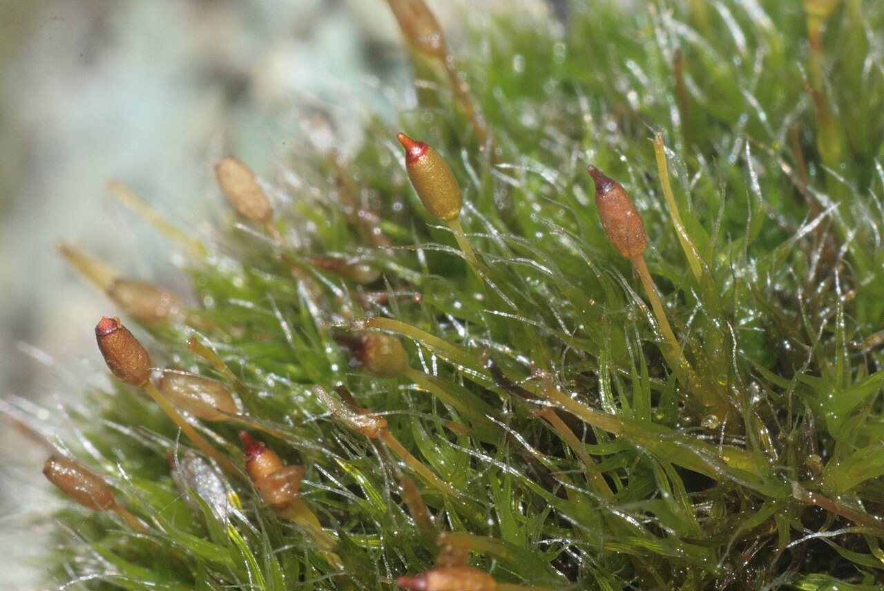 Grimmia longirostris