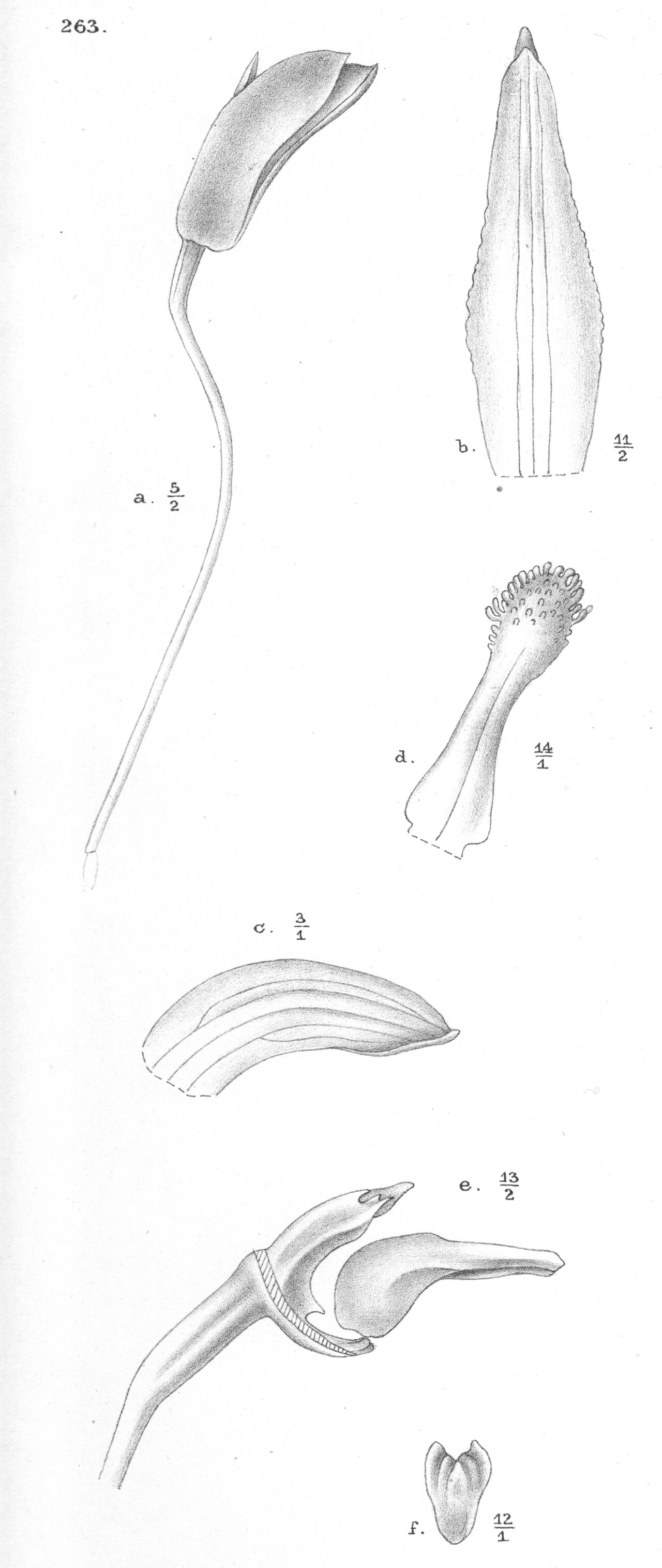 Bulbophyllum arsoanum