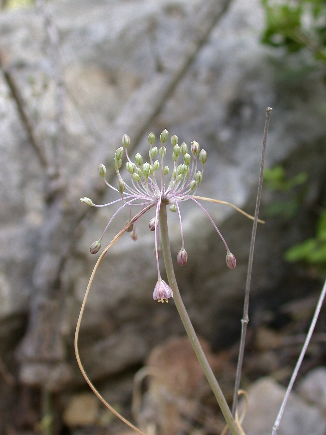 Allium stamineum