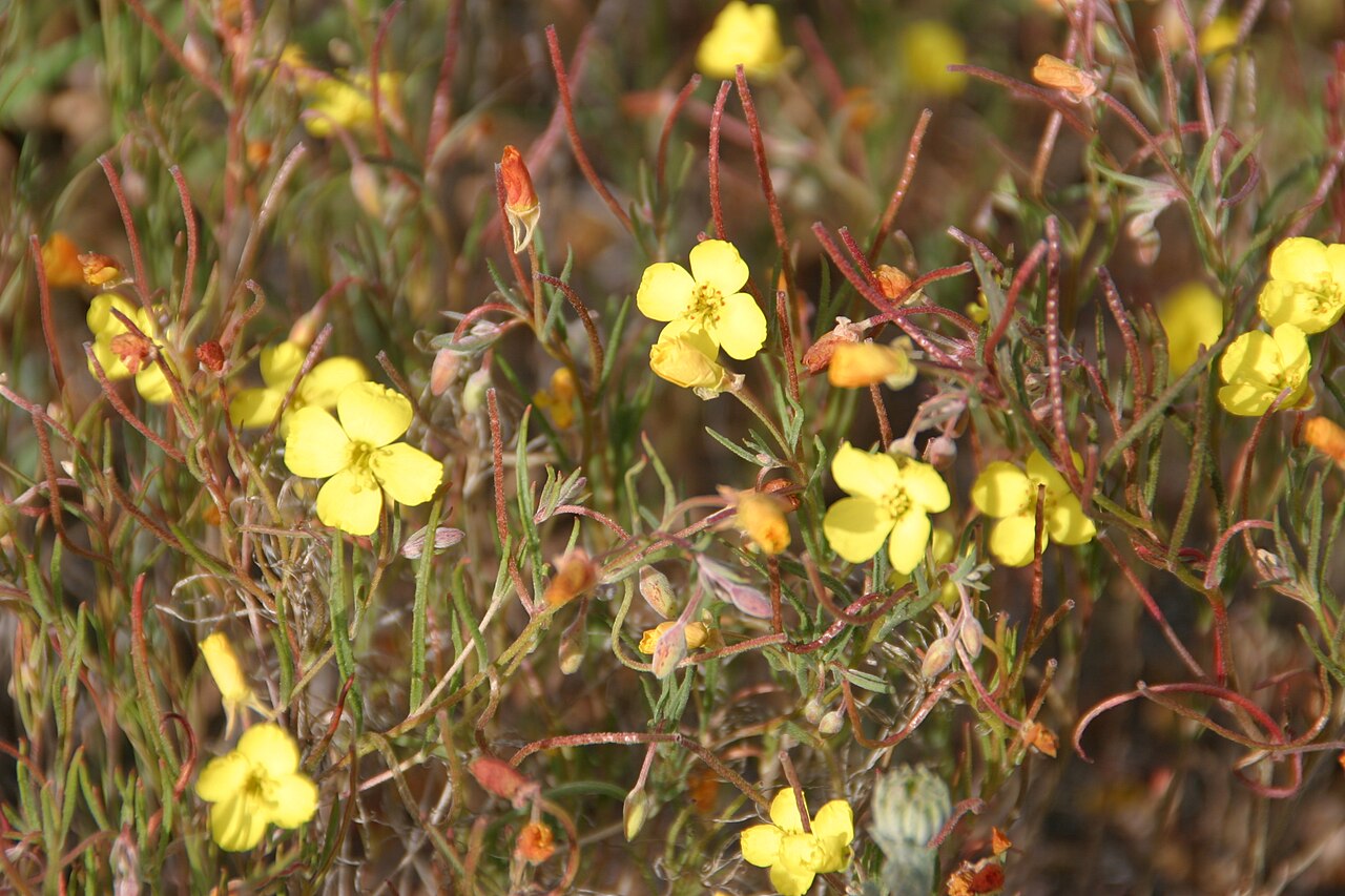 Camissonia campestris