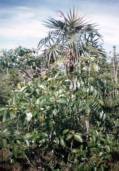 Coccothrinax clarensis