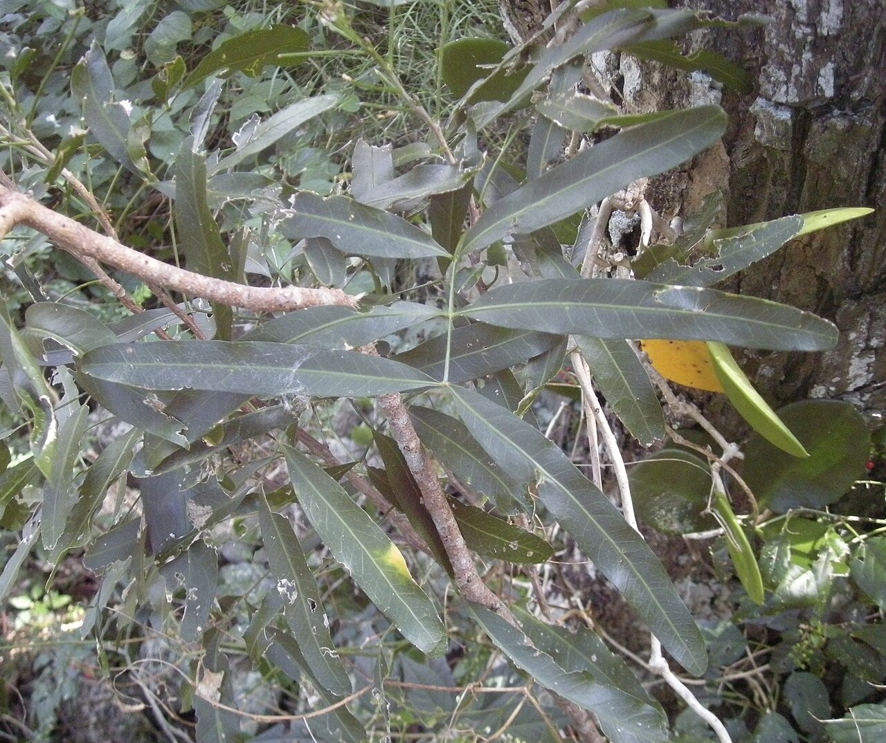Atalaya salicifolia