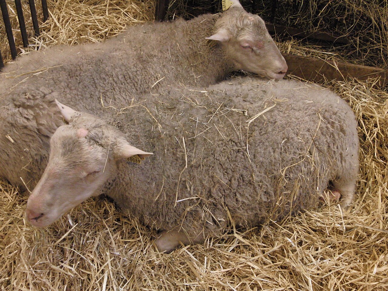 Finnsheep