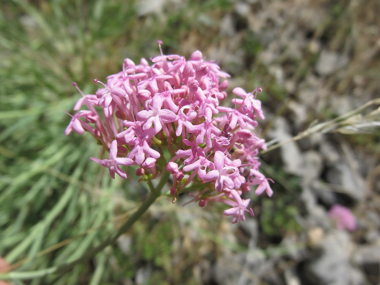 Centranthus lecoqii