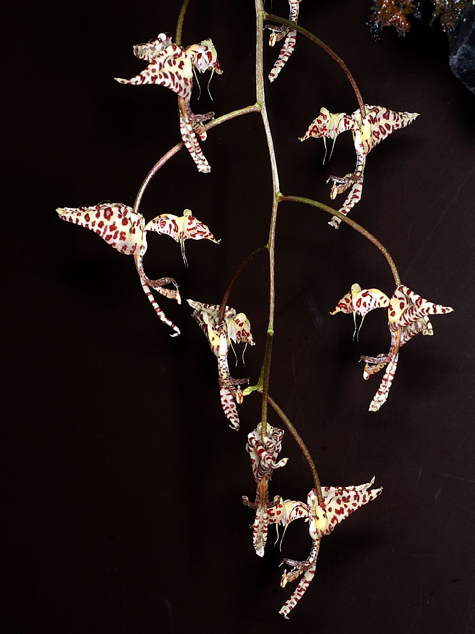 Gongora arcuata