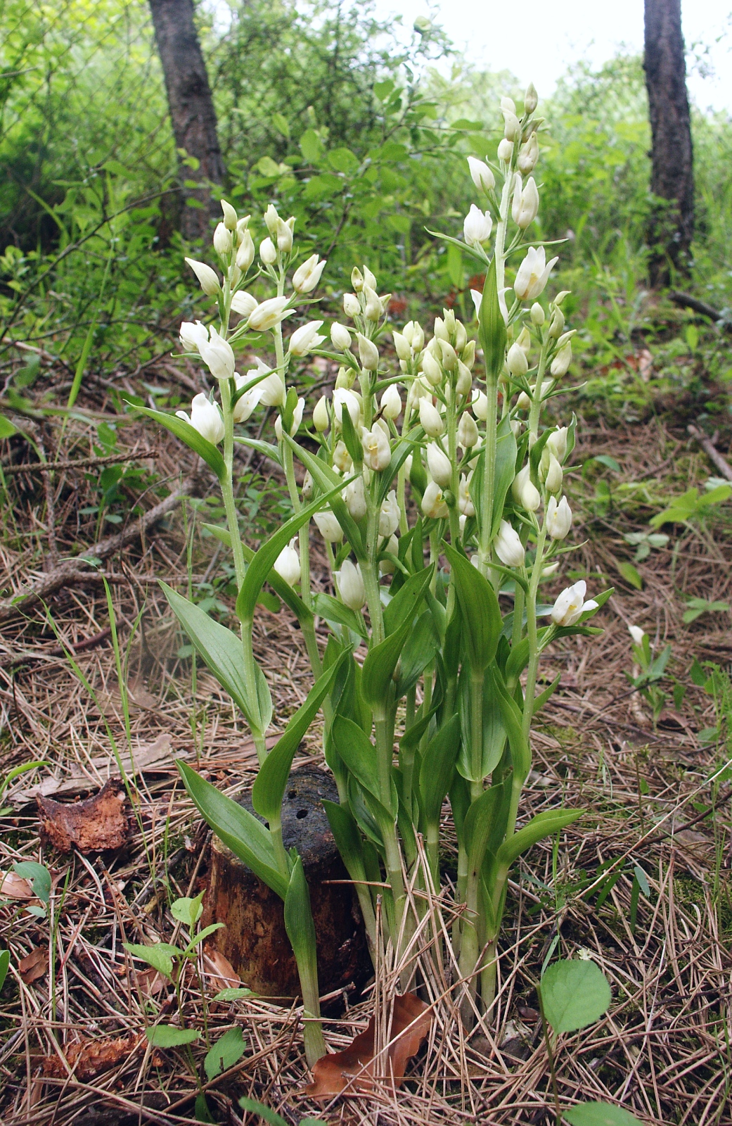 Cephalanthera damasonium