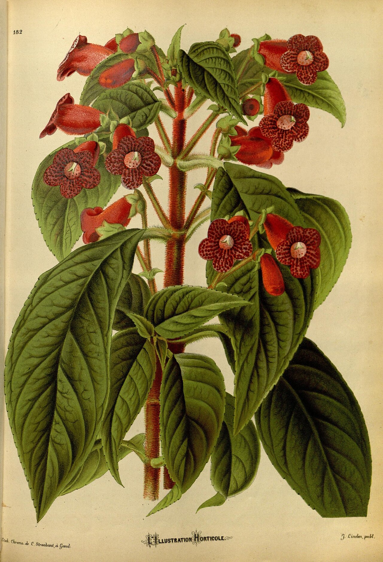 Kohleria lucianii