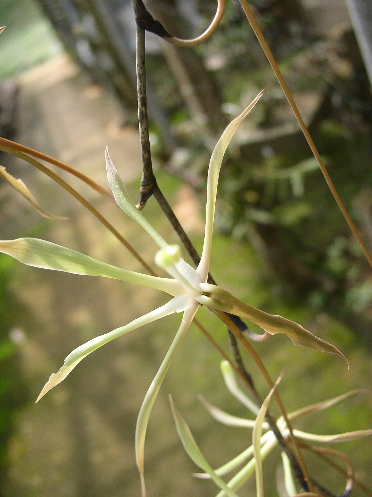 Aerangis gracillima