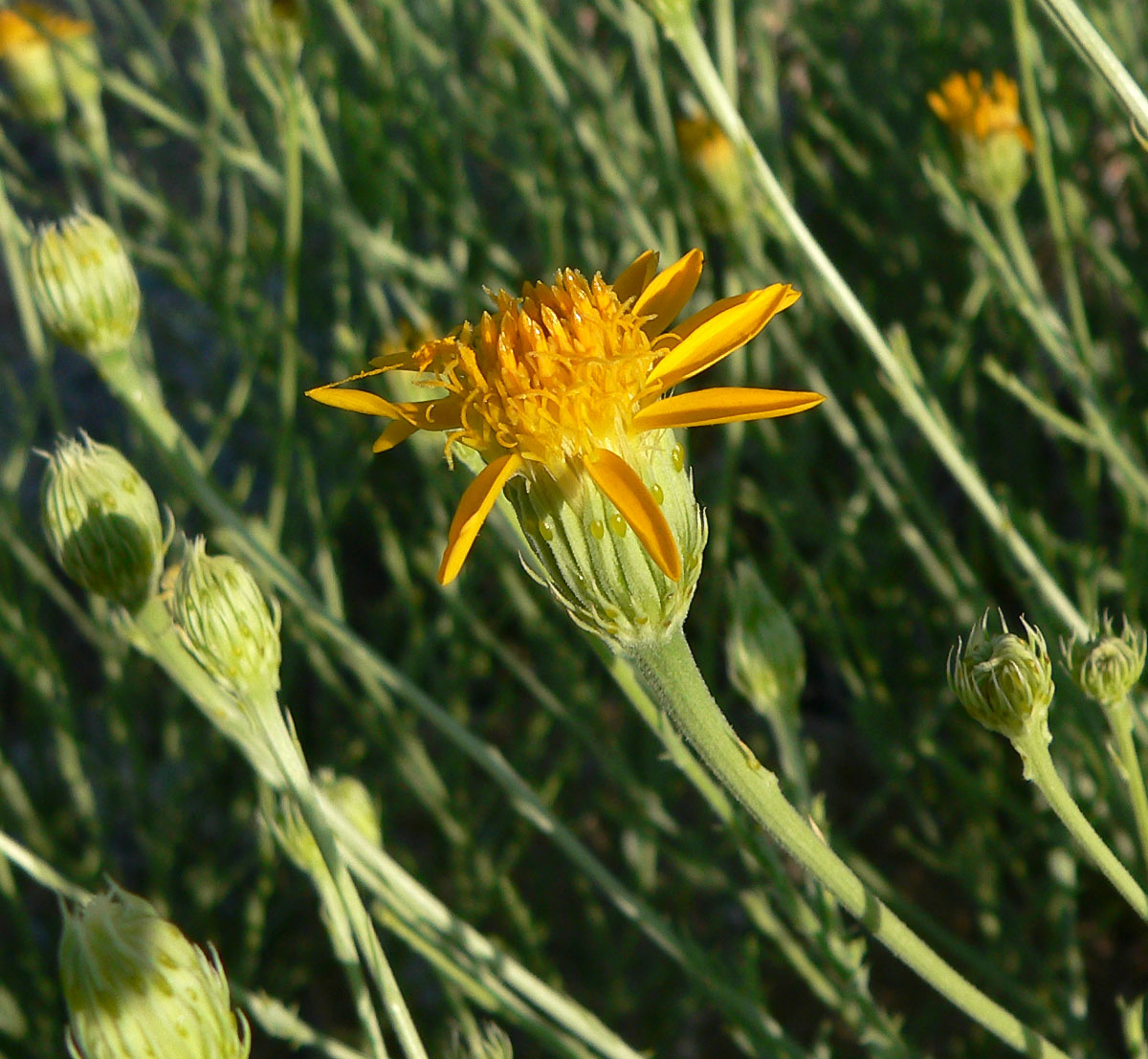 Adenophyllum cooperi