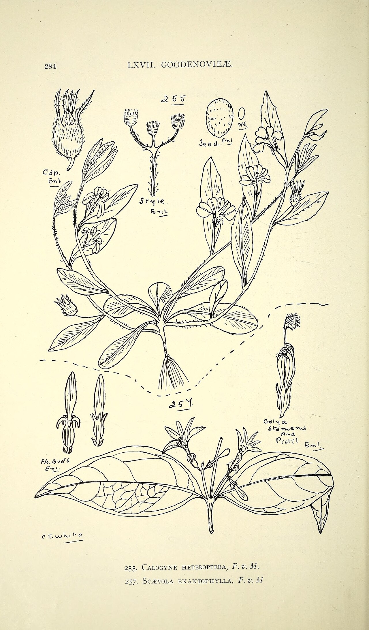 Goodenia geniculata