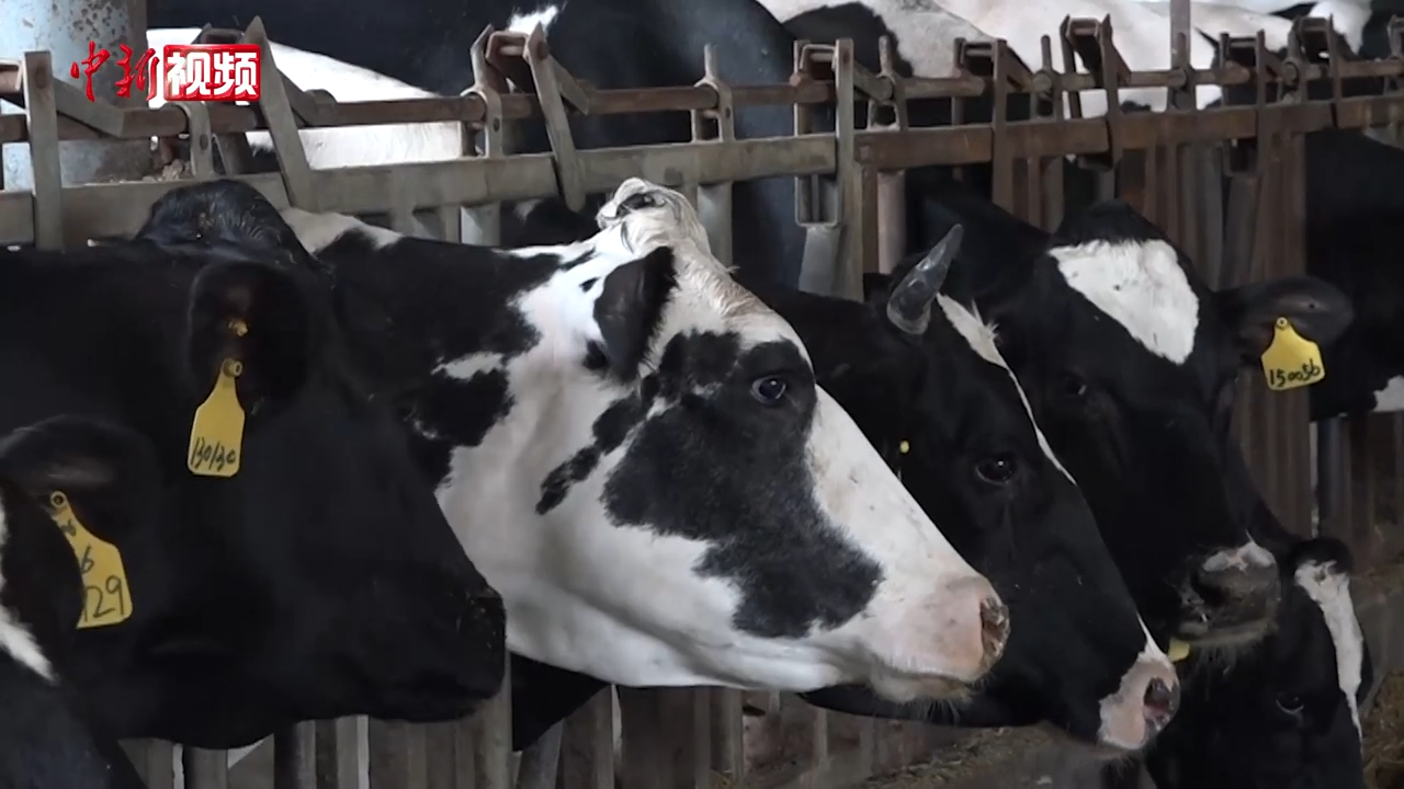 Chinese Holstein