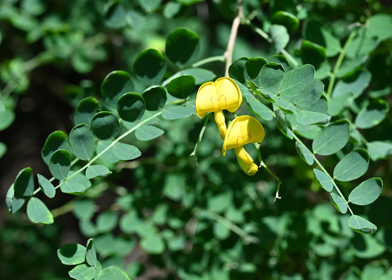 Colutea arborescens