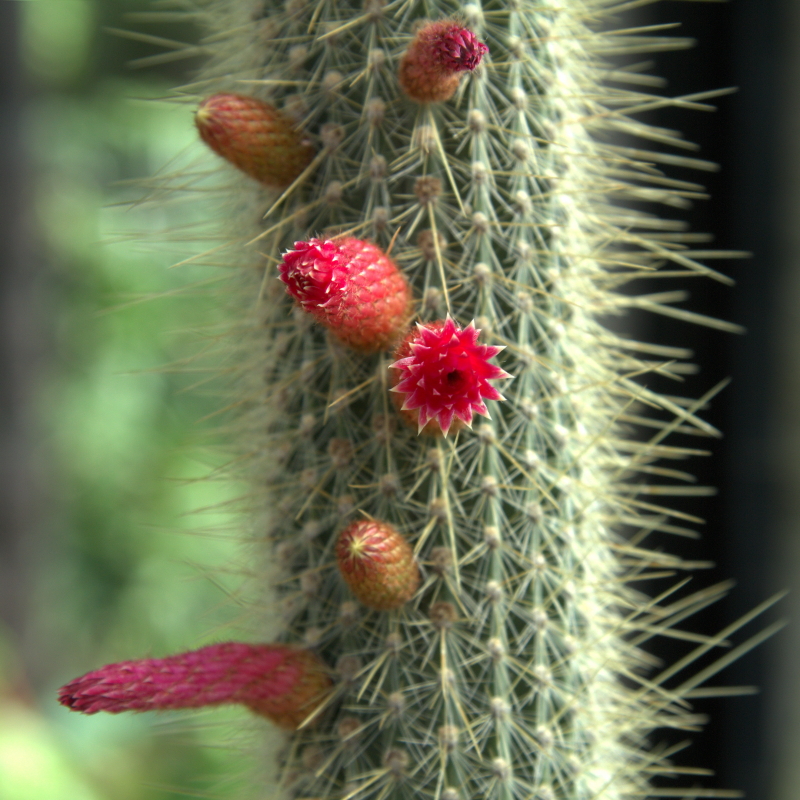 Cleistocactus parviflorus