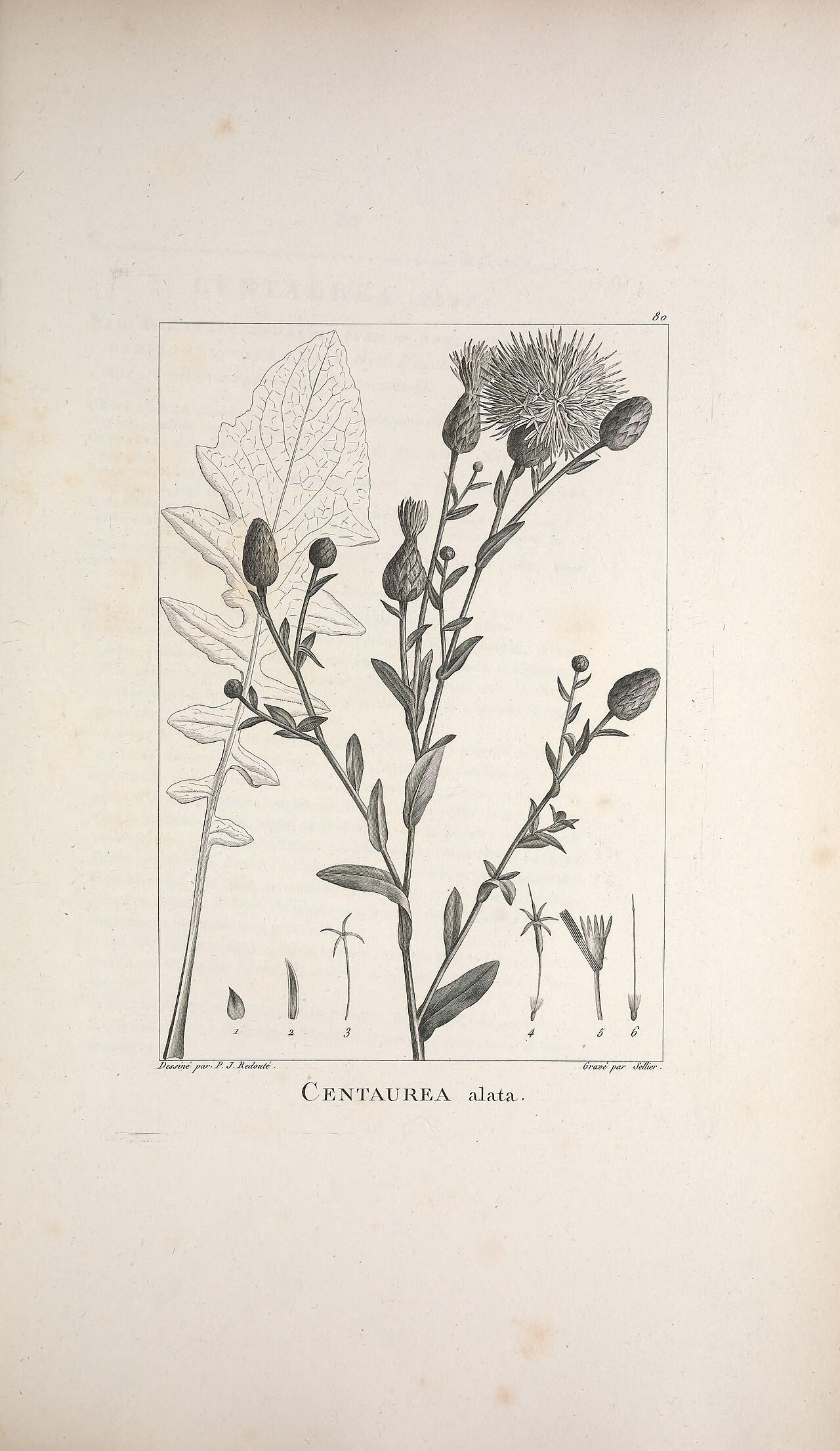 Centaurea behen