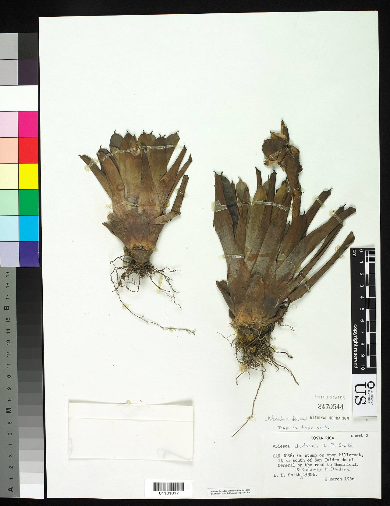 Werauhia dodsonii