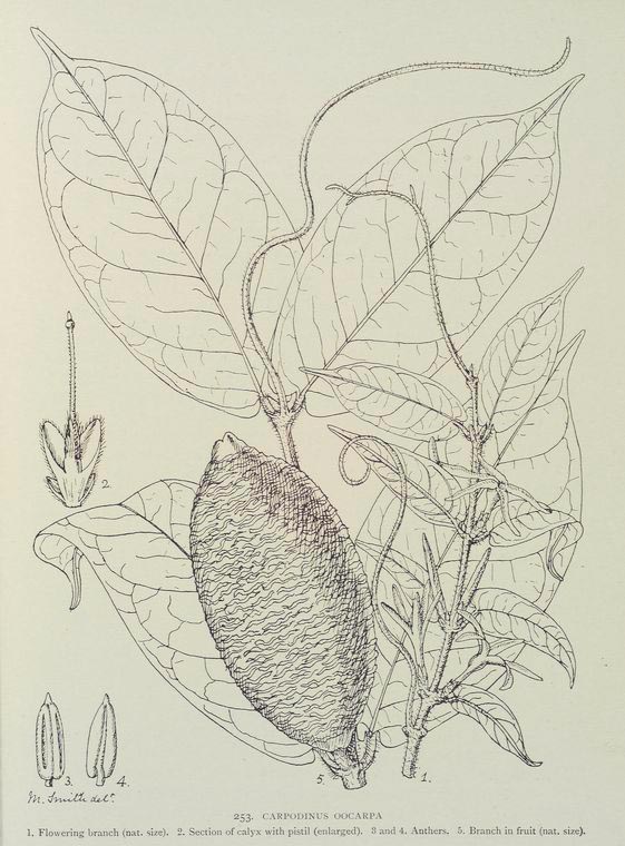 Landolphia dulcis