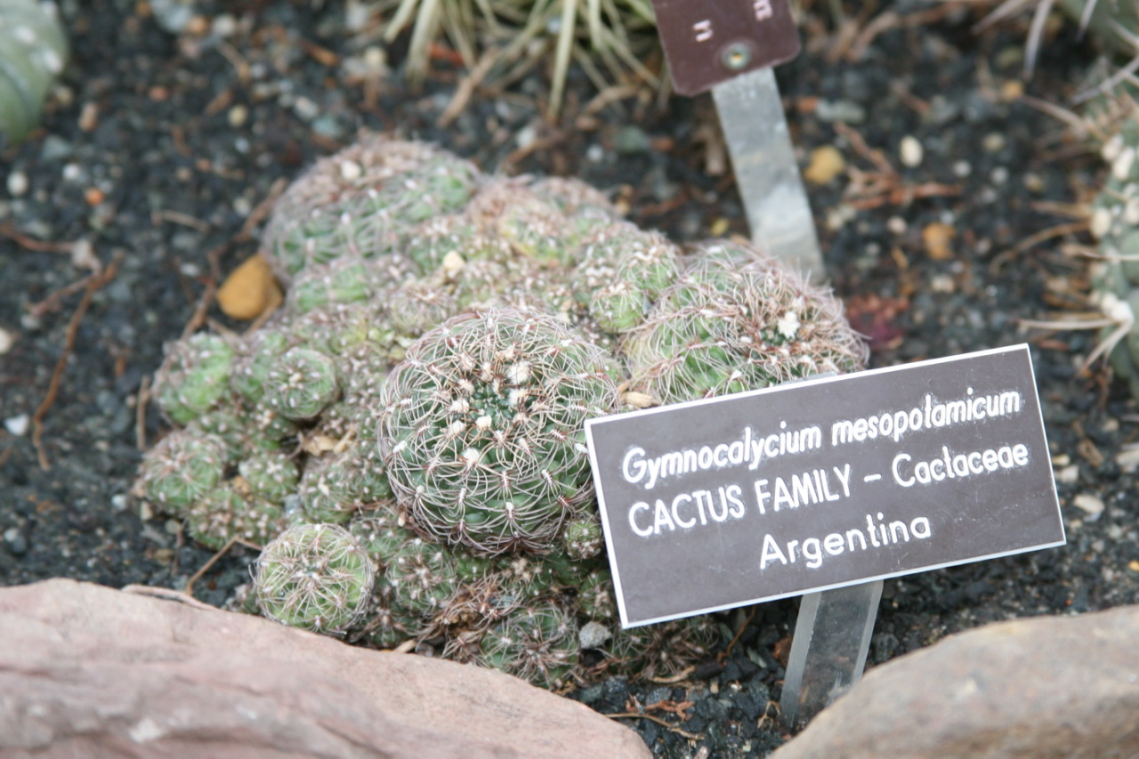 Gymnocalycium mesopotamicum