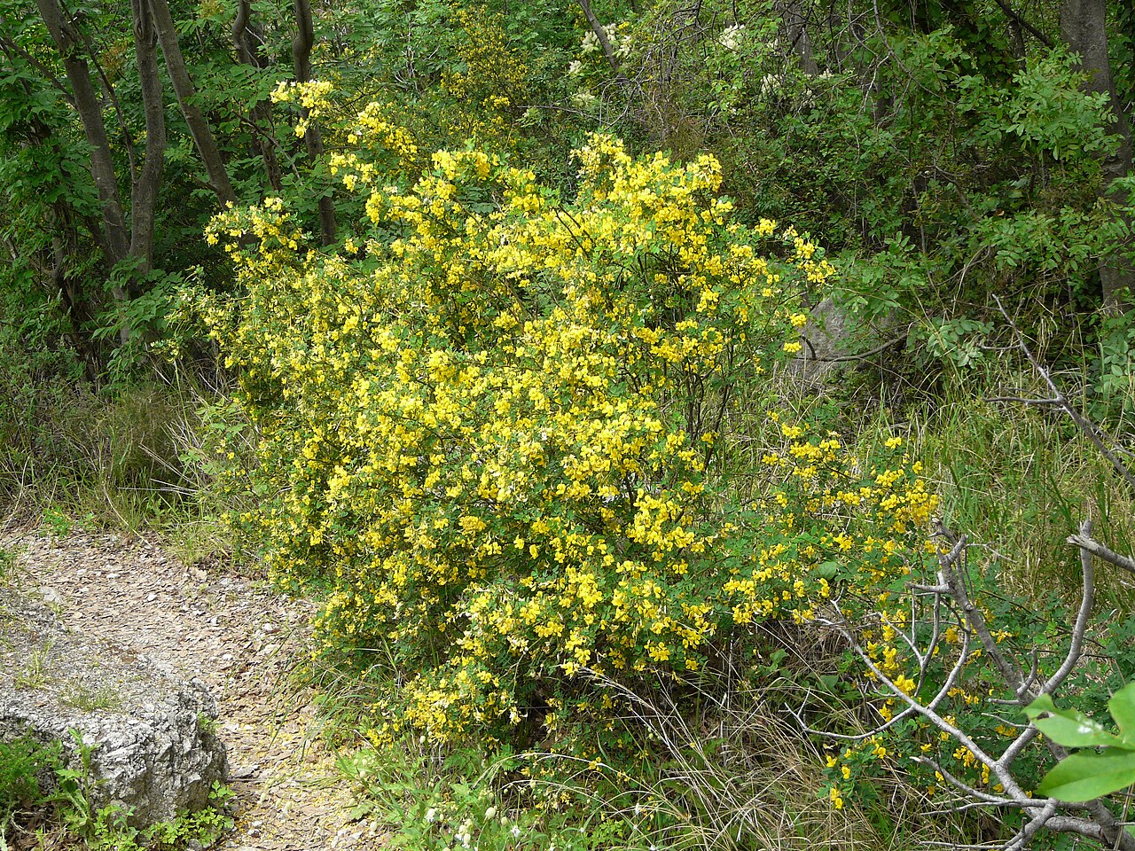 Hippocrepis emerus
