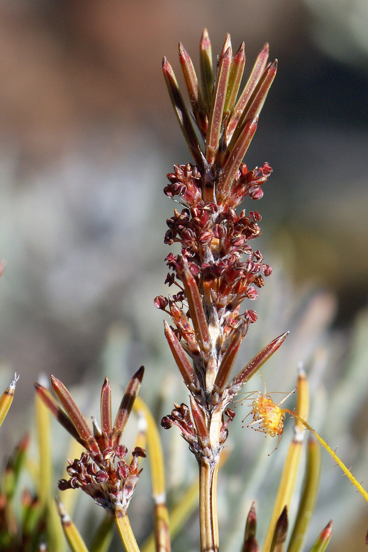 Allocasuarina grevilleoides