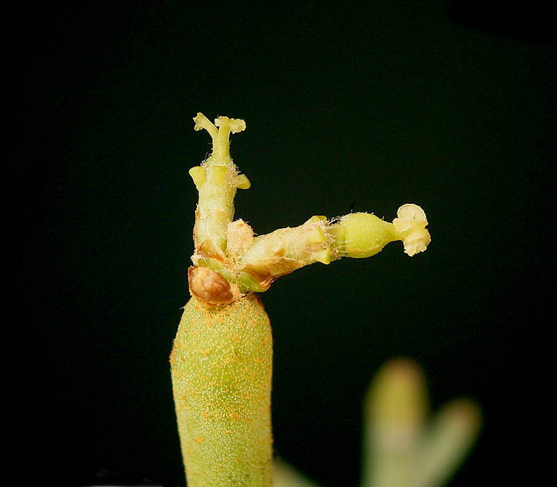 Euphorbia fiherenensis