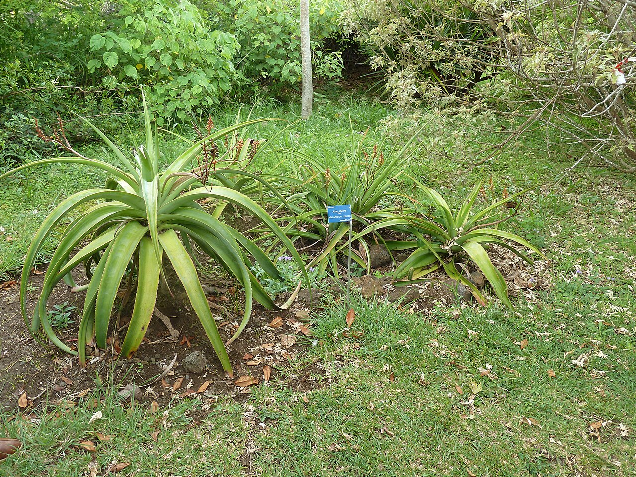 Aloe macra