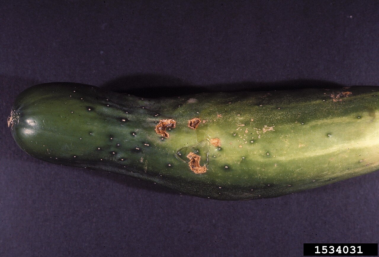 Cladosporium cucumerinum